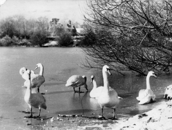 Hedgecourt Lake