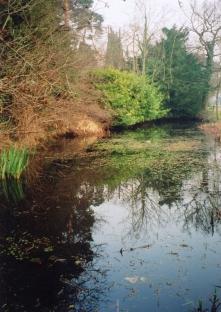 Village Pond